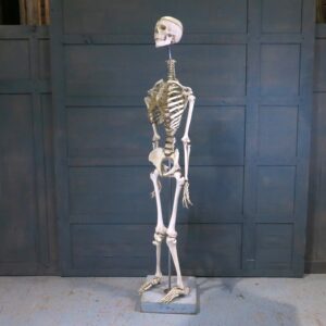 Full Size Adam Rouilly Resin Training Skeleton on Stand (SOLD)