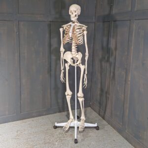 Full Size Medical Training Resin Skeleton on Stand (SOLD)